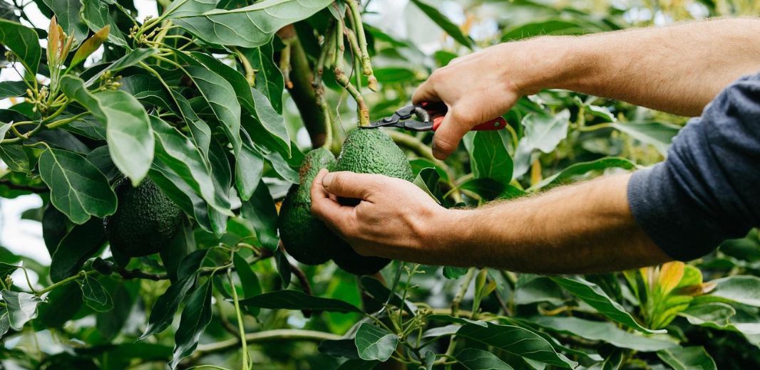 The Avo Tree